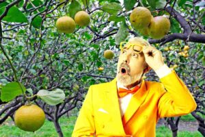 Persona guarda stupita alberi di bergamotto