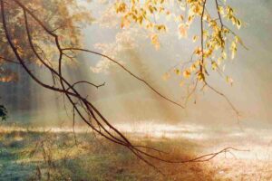 Mattinata soleggiata in una zona boschiva d'inverno