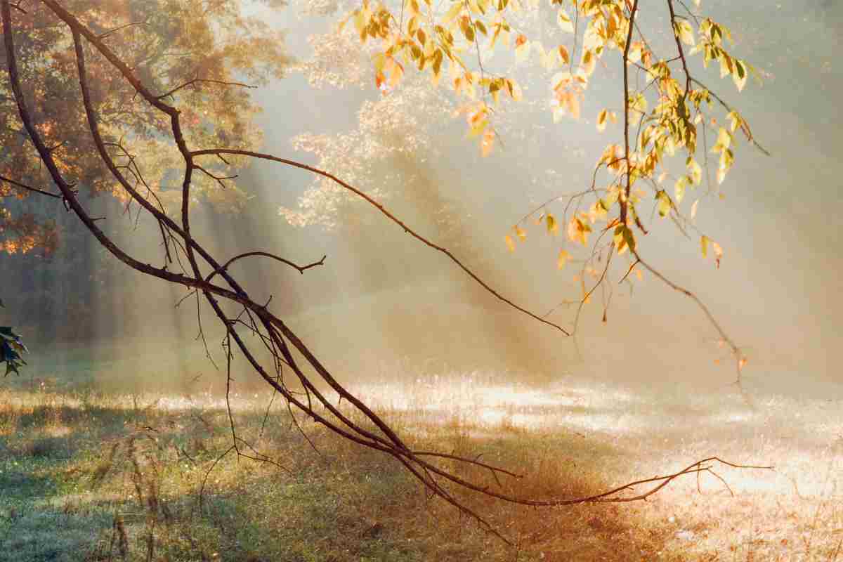 Mattinata soleggiata in una zona boschiva d'inverno