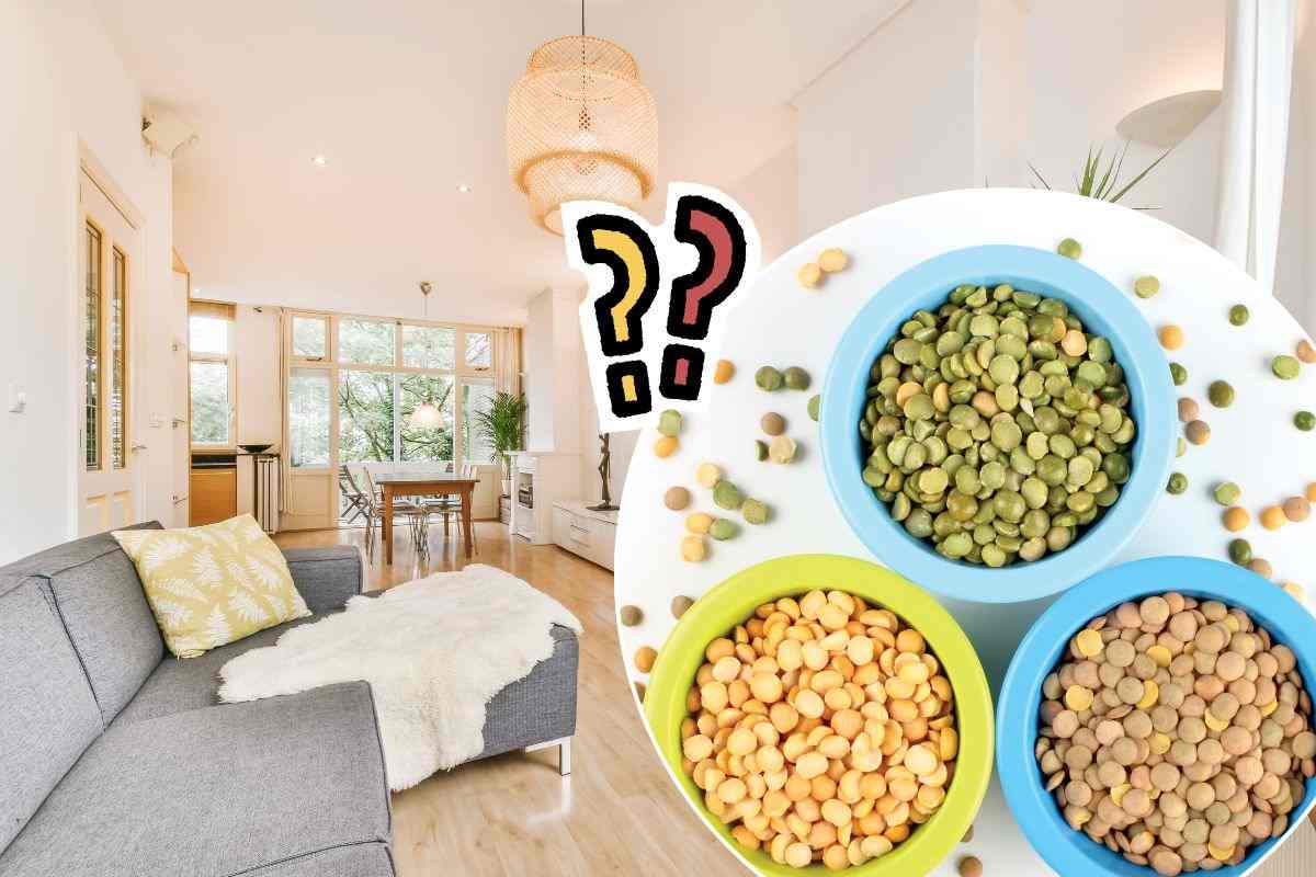 Tipologie di lenticchie da mettere in casa
