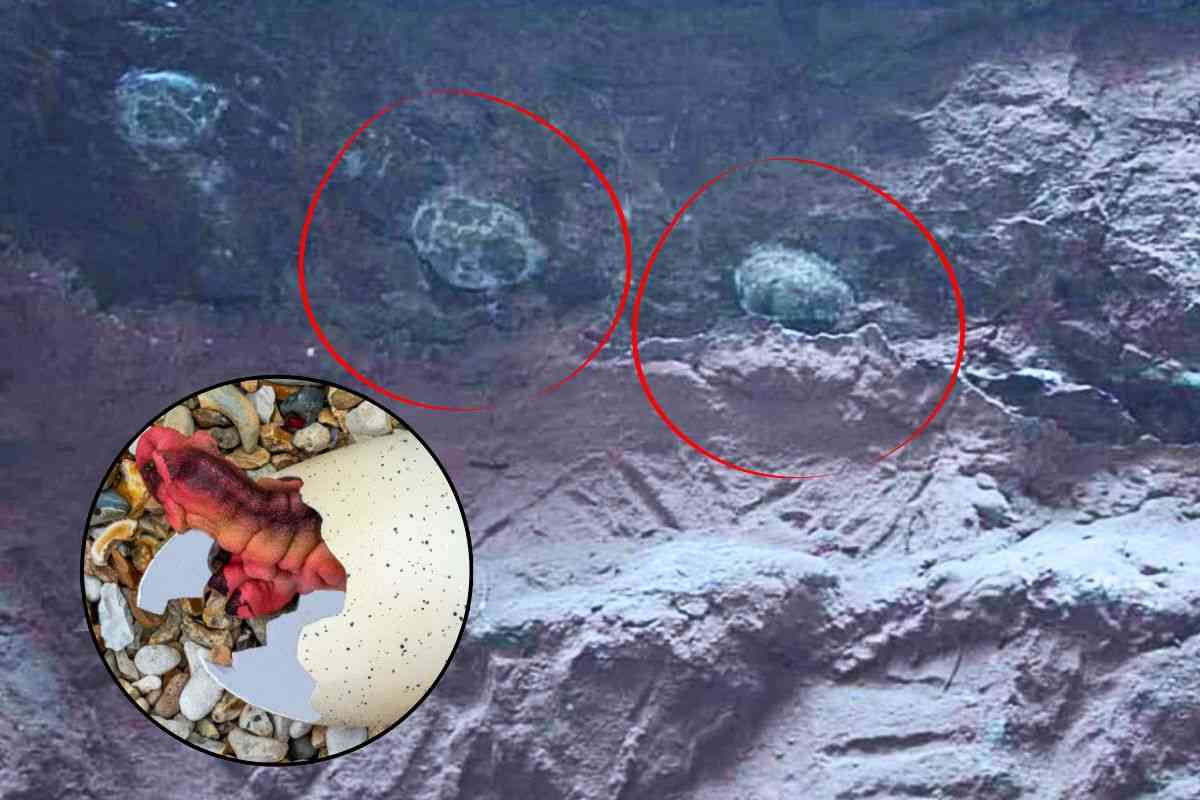 Le uova di dinosauro recentemente scoperte