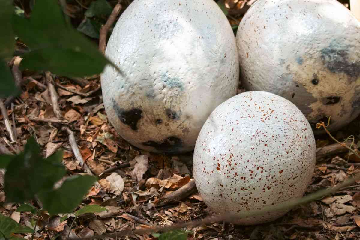 Tre uova di dinosauro