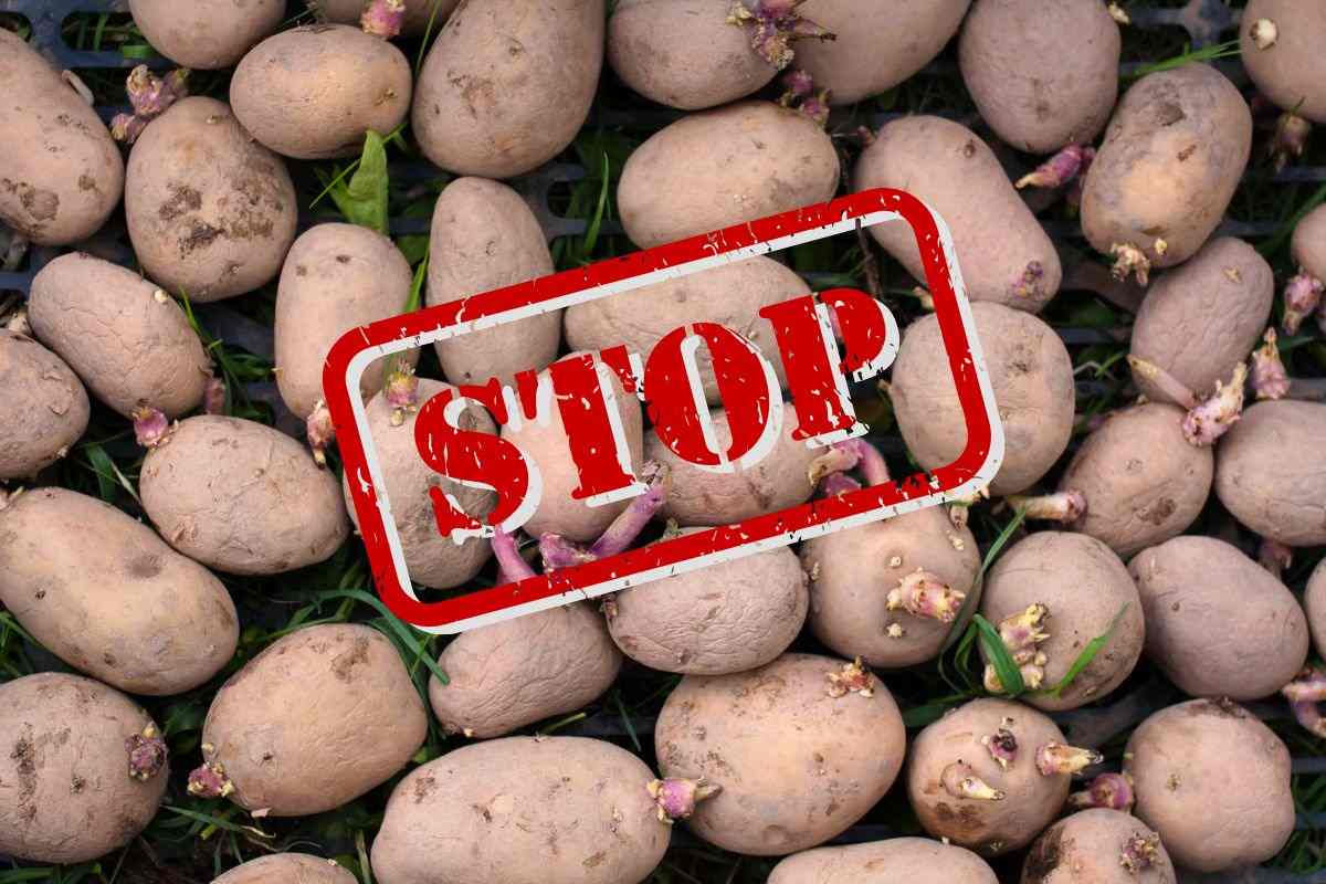 patate germogliate e scritta stop