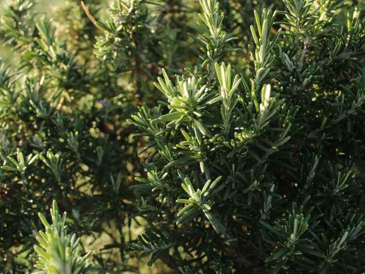 pianta di rosmarino