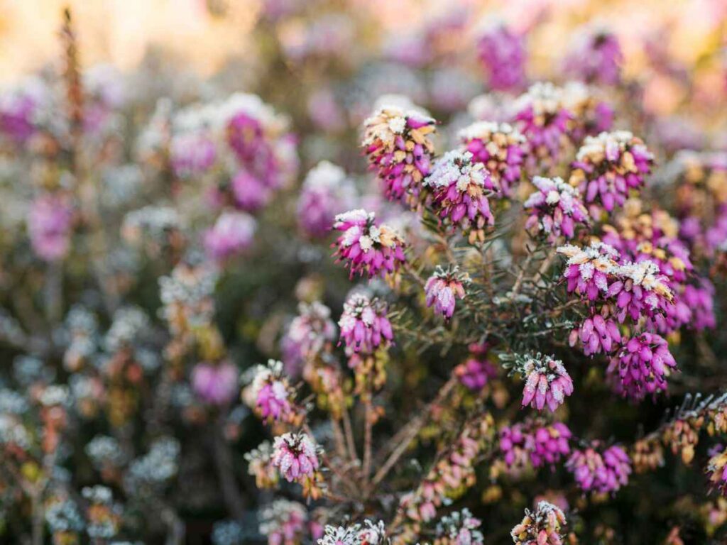 una piantina colorata in mezzo alla neve